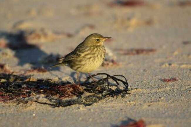 Visite nature "Les oiseaux nicheurs de la barre d’Etel"