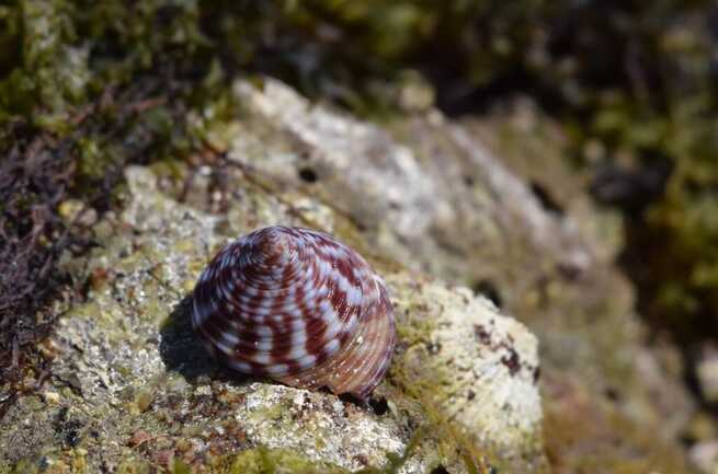 Coquillage